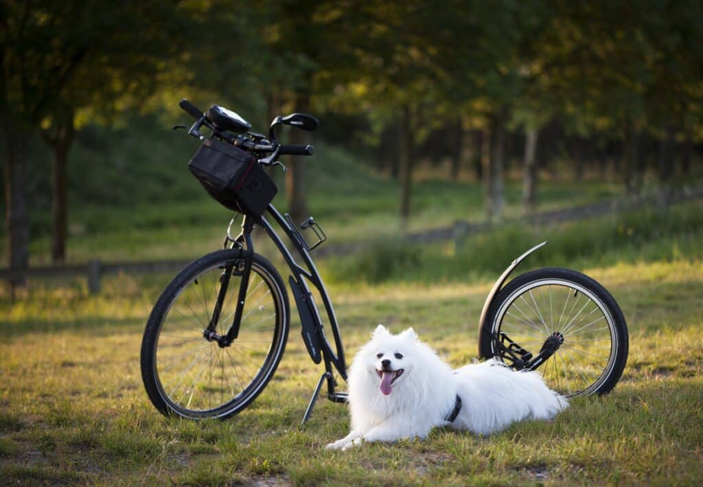 check weather when moving with pets